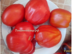 Томат Польская слива тети Сварло (Aunt Swarlo's Polish Plum)