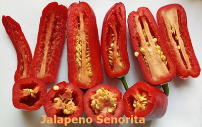 Перец острый Халапеньо Сеньорита (Jalapeno Senorita)