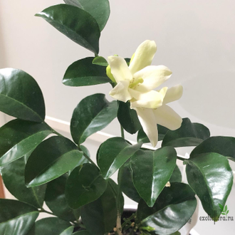 Murraya paniculata ‘Himalayan’ round leaf  / Муррайя Гималайская круглый лист
