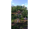 Сумах Пушистый или Оленерогий (Уксусное дерево), (С2, 40-60)