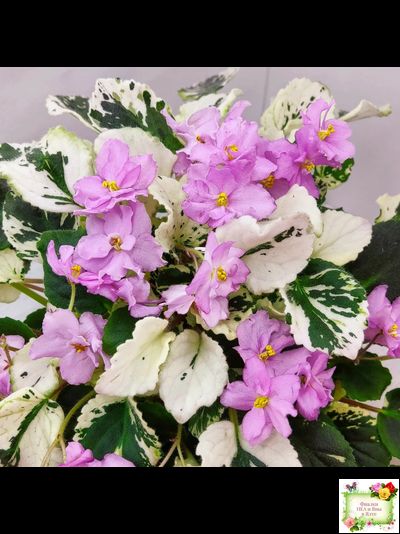 Cherokee Trail (L. Ray) трейлер (пасынок сорт посажен 06.10.25)