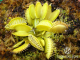 Dionaea muscipula Yellow