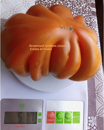 Томат Огненный гребень (охра) (Cresta di Fuoko)