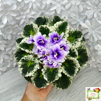 Р-Дурман (В. Зуб) 2020 г. (лист с детками укоренённый)