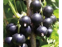 Смородина черная Шадриха