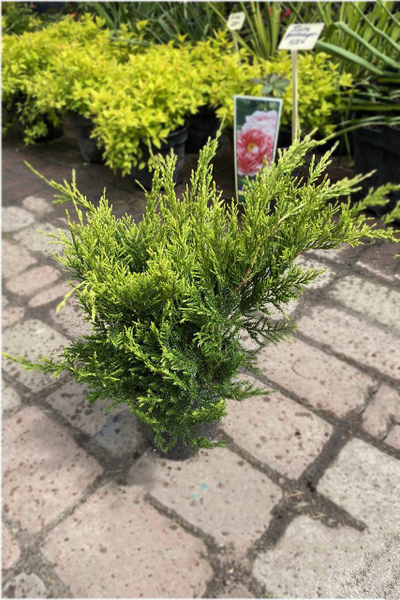 Можжевельник средний Mint Julep