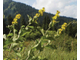 Девясил индийский (Inula racemosa) корень, 1 г - 100% натуральное эфирное масло