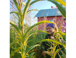 Мастер-класс «Копорский чай – своими руками»