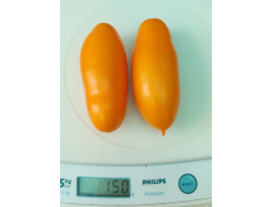 Томат Мидас