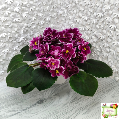 АВ-Последняя Любовь Самурая (Фиалковод) 2021 г. (лист посажен 19.01.26)