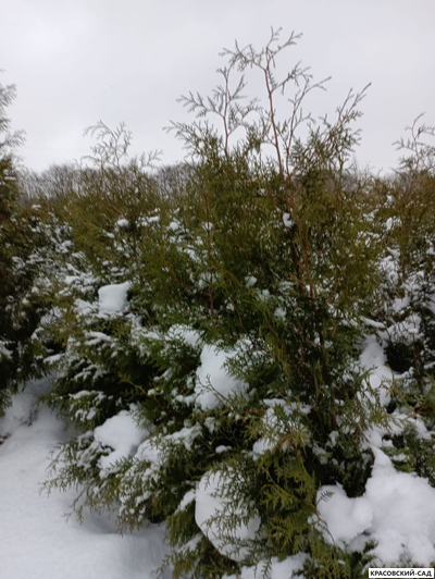 Туя Брабант 220 см - Фото в заснеженном саду