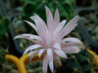 Gymnocalycium damsii ssp.evae v.boosii STO 1711 (D=30-35мм)