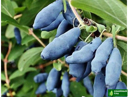 Жимолость "Голубое веретено"