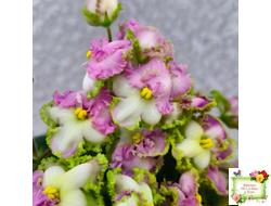 ВаТ-Синичка (Т. Валькова) 2017 г. (лист посажен 05.11.25)