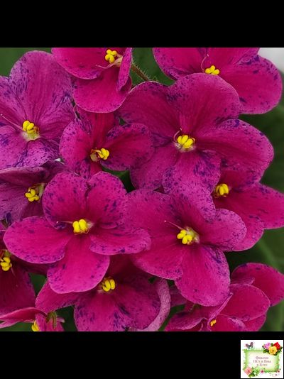 Mac’s Paisley Pattern (G.McDonald)