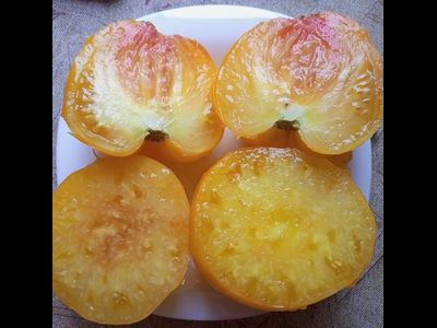 Томат Золото Алтая