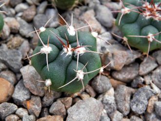 Gymnocalycium bruchii v. niveum VG 536