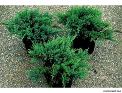 Можжевельник казацкий Там Ноу Блайт - Tam No Blight