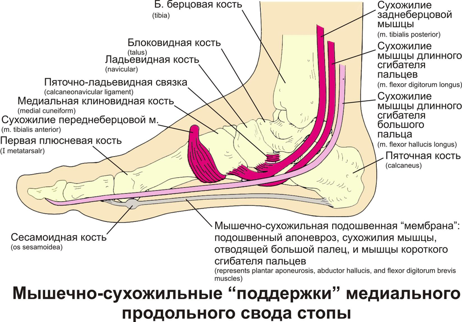 Почему болит нога когда ходишь. Связки свода стопы анатомия. Мышца отвечающая за плоскостопие. Мышцы поддерживающие свод стопы.