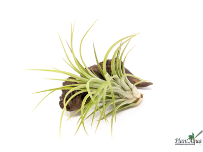 Тилландсия Ionantha x Pruinosa