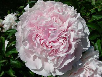 Paeonia Albert Crousse