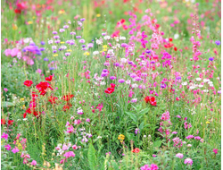 Купить греющую картину с фото луговые цветы