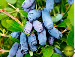 Жимолость "Княгиня" (крупная, сладкая без горечи)