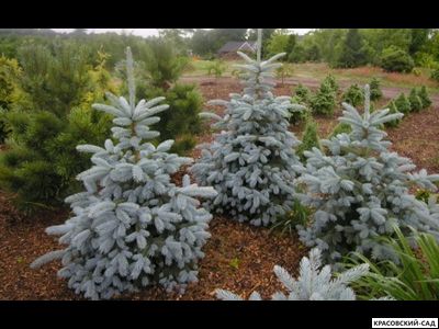 Ель Мисти Блю фото крупным планом - красовский-сад.рф