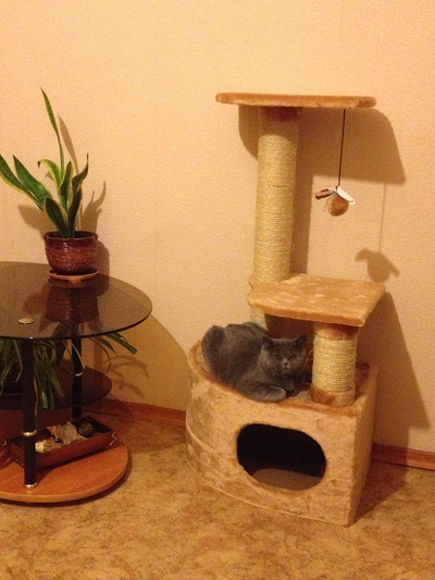 Домик для кошки Любимый №041