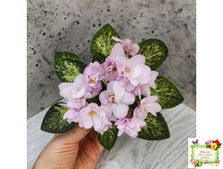 Hand Picked (V. Frathel) 07/05/1969 (мозаичник)