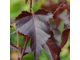 Береза повислая `Роял Фрост (Betula pendula Royal Frost)