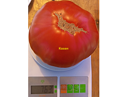 Томат Казан