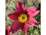 Pulsatilla красный