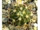 Melocactus salvadorensis HU157, Aracatu (D=20mm)