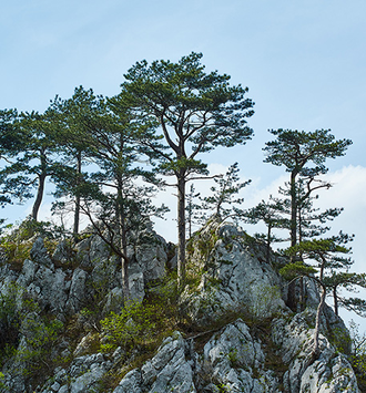 Сосна Черная (Pinus nigra) 10 мл - 100% натуральное эфирное масло