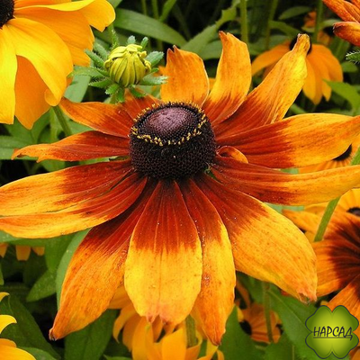 Рудбекия "Янтарь"