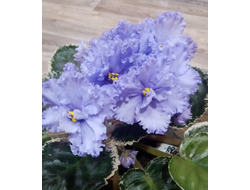 24) ЕК- Небесное Создание (старт)