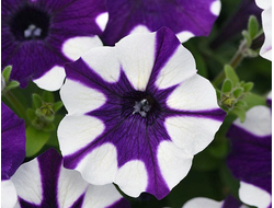 Петуния ампельная Shock Wave Purple Tie Dye, p9