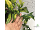 Clerodendrum Wallichiana Variegated / Клеродендрум Фата невесты вариегатный