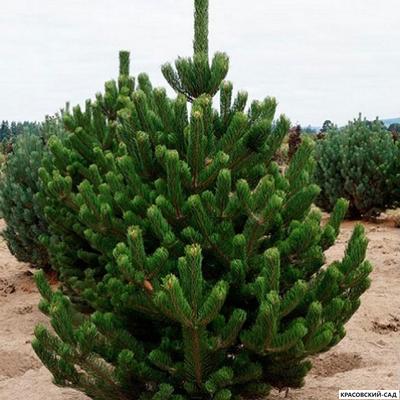 Сосна черная Орегон Грин - Oregon Green