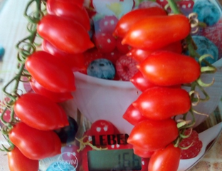 Томат Даттерини красный (Datterini red) - Томатный мир