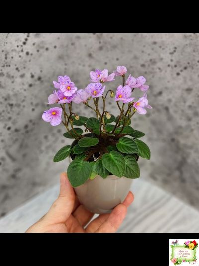 Frosted Fantasy (C.Sotkiewicz) трейлер