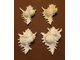 цикореус, мурекс ветвистый, murex, Chicoreus, ramosus, большая ракушка, shell, рогатая, морская, Sea