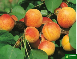 АБРИКОСЫ