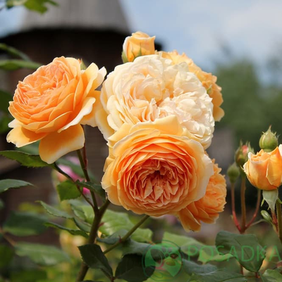 Роза Принцесса Маргарет(Crown Princess Margareta), ОКС, Россия