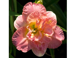 Лилейник Лейси Дойли (Lacy Doily)