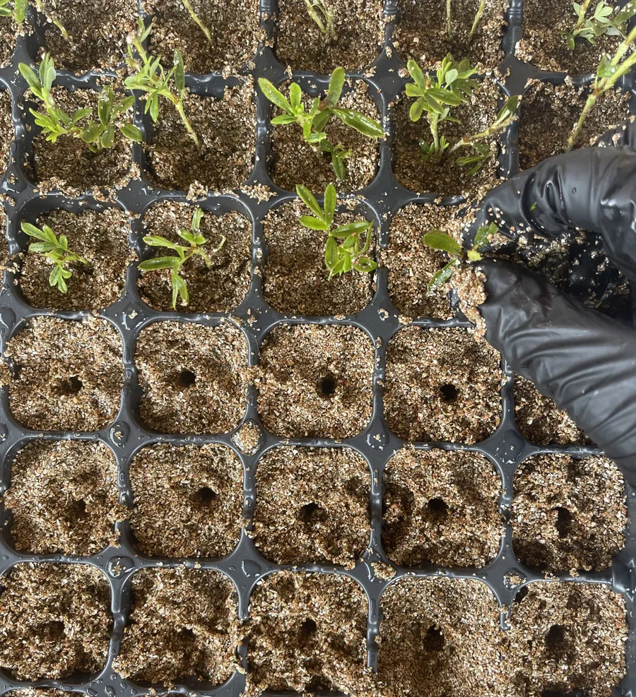 Посадка черенков в кассеты (лапчатка)
