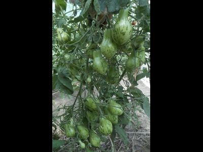 Томат Майкл Поллан (Michael Pollan)