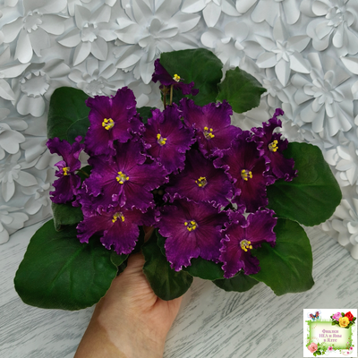 NiK-Аристократ (Н. Булко)