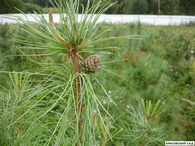 Корейский кедр 4 метра